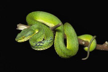 Büyük ölçekli çukur engereği, Trimeresurus makrolepis, Viperidae, Eravikulam Ulusal Parkı, Kerala, Hindistan
