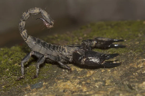 Escorpião-da-floresta, Heterometrus sp., Scorpionidae, Thenmala, Kerala . — Fotografia de Stock