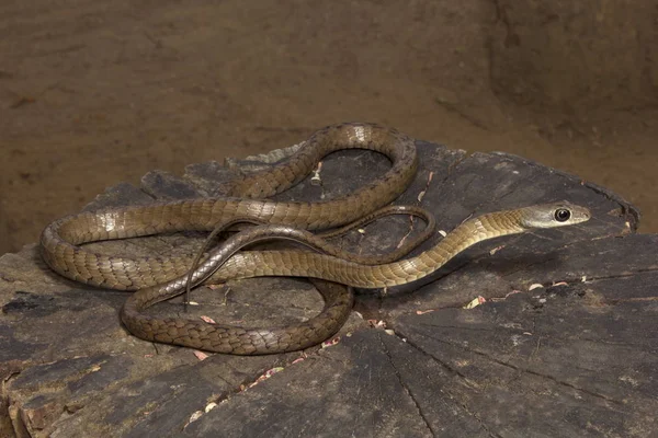 Large eye bronzeback tree snake, Dendrelaphis sp, Colubridae, Silent Valley National Park, Kerala — Stock Photo, Image