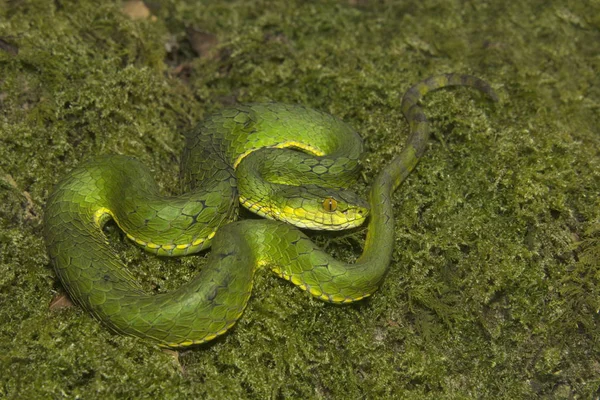 Vipère macrolepis, Trimeresurus macrolepis, Vipéridés, Parc national d'Eravikulam, Kerala, Inde — Photo