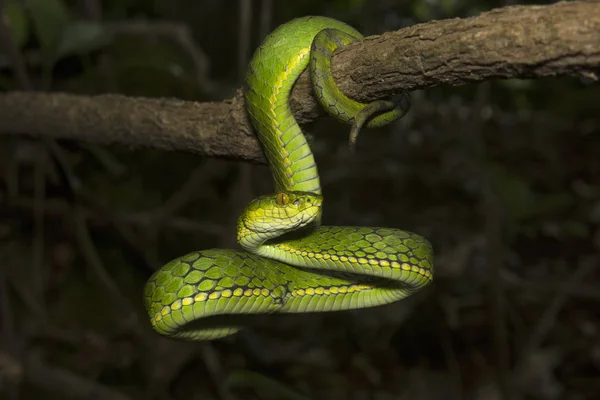 Velká škálovaná zmije, Trimeresurus macrolepis, Viperidae, národní park Eravikulam, Kerala, Indie — Stock fotografie