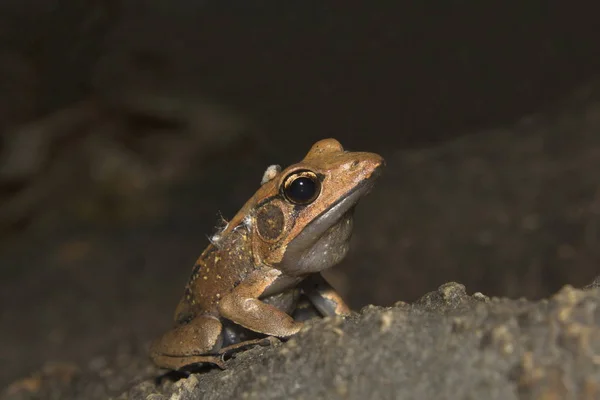 Rana de bronce, Parque Nacional Silent Valley, Kerala, India — Foto de Stock