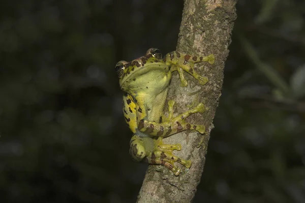 Frog, Ghatizalus sp, Rhacophoridae, Eravikulam National Park, Kerala. — 图库照片