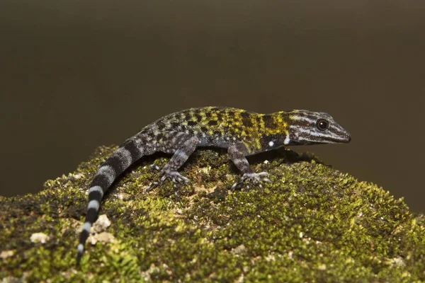 Dwarf gecko, Мужской Cnemaspis sp, Gekkonidae, Thenmala, Керала, Индия — стоковое фото