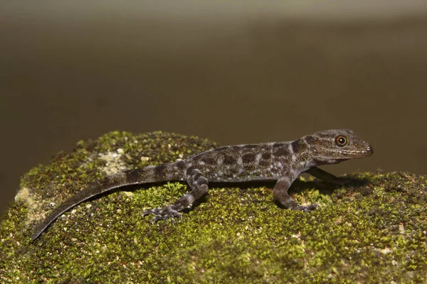 Gecko enano, Cnemaspis sp, Gekkonidae, Thenmala, Kerala . —  Fotos de Stock