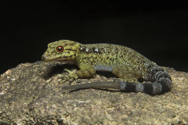 Männlicher Zwerggecko, cnemaspis sp, gekkonidae im Tierschutzgebiet in Kerala, Indien. — Stockfoto
