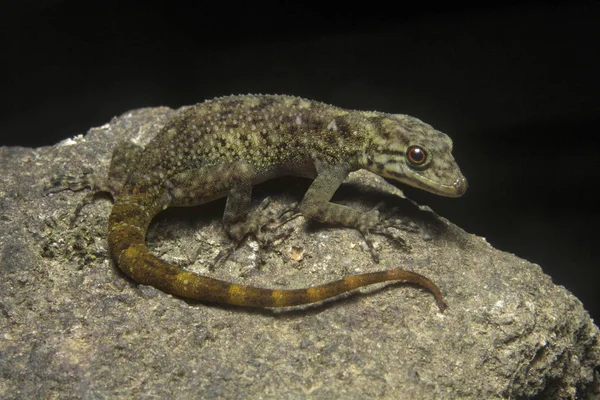 Gecko enano, Cnemaspis sp., Gekkonidae, Santuario de vida silvestre, Kerala. India — Foto de Stock