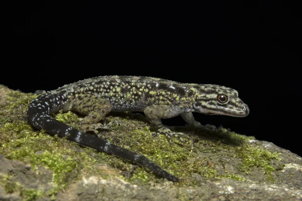 Ddgecko, самка Cnemaspis sp, Gekhyidae, заповедник Wildlife, Керала, Индия — стоковое фото