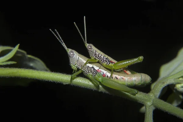 Grasshopper acasalamento, Santuário de vida selvagem de Neyyar, Kerala, Índia — Fotografia de Stock