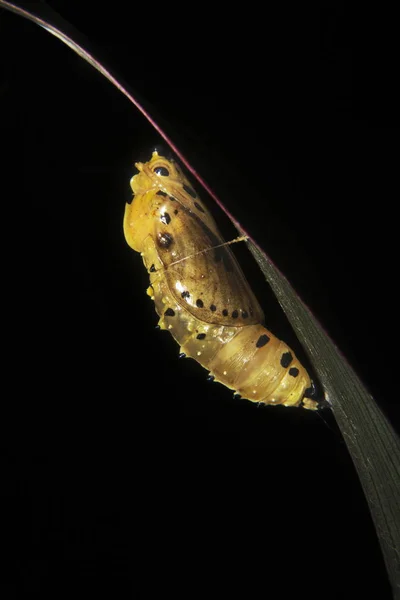 Jezebel Kelebeği 'nin Pupae' si, Neyyar Vahşi Yaşam Sığınağı, Kerala. — Stok fotoğraf