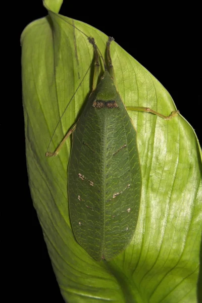 Phasmidae nebo hůl hmyz, Útočiště volně žijících živočichů, Kerala. — Stock fotografie