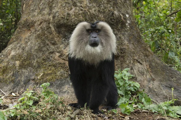 Macaco de cauda de leão, Macaca silenus, Cercopthecidae em Valparai em Tamilnadu, Índia . — Fotografia de Stock