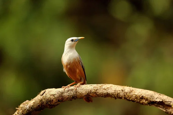 Blythova hvězdice, Sturnia malabarica, Ganeshgudi, Karnataka, Indie — Stock fotografie