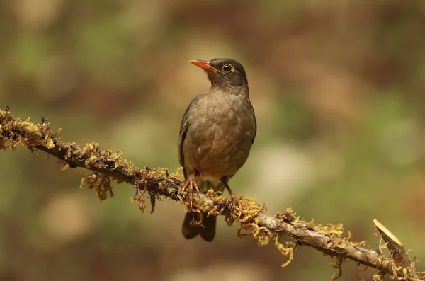 Burung hitam India, Turdus simillimus, perempuan, Ganeshgudi, Karnataka, India — Stok Foto