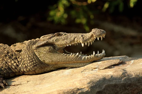 Crocodile Des Marais Crocodylus Palustris Refuge Oiseaux Ranganathittu Karnataka Inde — Photo