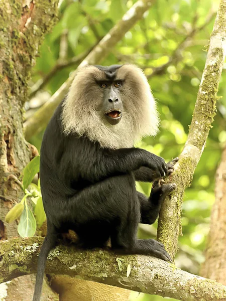 León Cola Maqaque Macaca Silenus Valparai Tamilnadu India —  Fotos de Stock