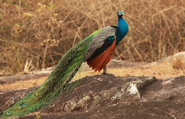 Pavo real, Pavo cristatus, Parque Nacional Bandipur, Karnataka, India — Foto de Stock