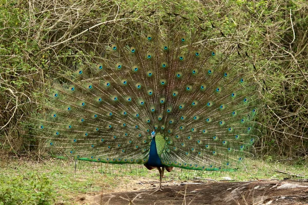 Peacock dansen, Pavo cristatus, Bandipur National Park, Karnataka, India — Stockfoto
