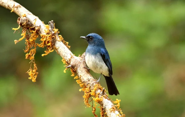 White bellied blue flycatcher, Cyornis pallipes, male, Feshgudi, Karnataka, India — стоковое фото