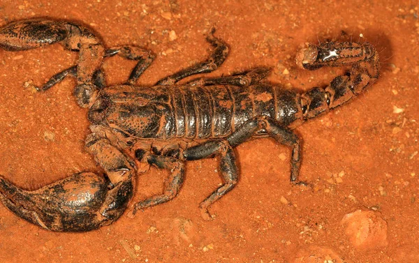 Gaint Forest Skorpion, Heteroometrus Indus, Ganeshgudi, Karnataka, Indie — Zdjęcie stockowe