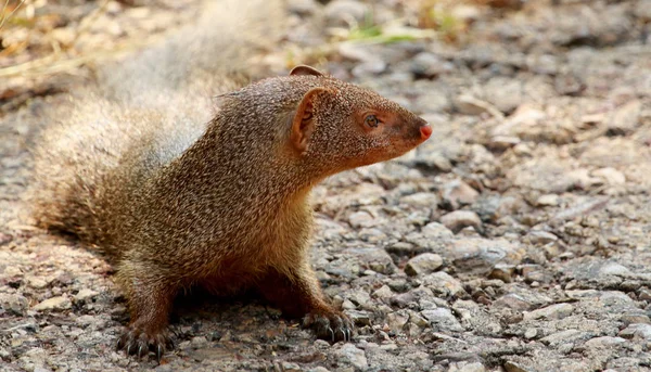 Gri mangoose, Herpestes edwardsi, Tadoba Ulusal Parkı, Maharashtra, Hindistan Stok Resim