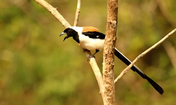 White Treepie de vientre, Dendrocitta leucogastra, Thettekad, Kerala, India —  Fotos de Stock