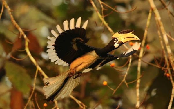 Malabar Pied Hornbill, Anthacoceros coronatus, Dandeli, Karnataka, Indien — Stockfoto