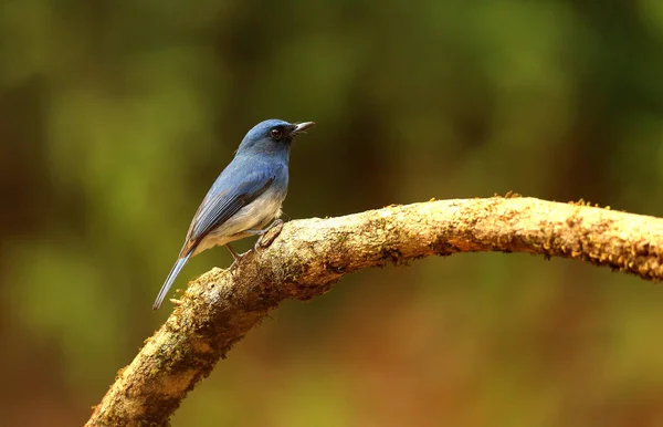 Moucherolle bleu à ventre blanc, mâle, Cyornis pallipes, Ganeshgudi, Karnataka, Inde — Photo