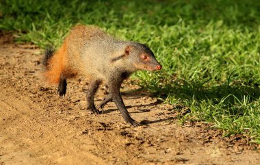Çizgili boyunlu firavun faresi, Herpestes vitticollis, Bandipur Ulusal Parkı, Karnataka, Hindistan