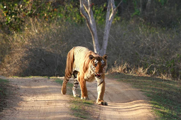 Tiger, Panthera tigris, Bandipur Nationalpark, Karnataka, Indien — Stockfoto