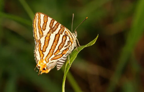 Common silverline butterfly, Cigaritis vulcanus, Hesaraghatta, Bangalore, Karnataka, India — Stock Photo, Image