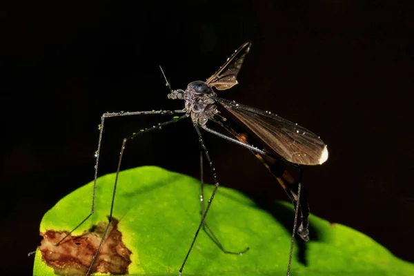 Crane fly, Tipulidae family, Agumbe, Karnataka, India — Stock fotografie