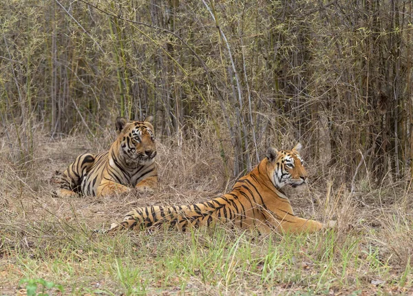 Tigergabbar und Maya, Panthera Tigris, Tadoba, Maharashtra, Indien — Stockfoto