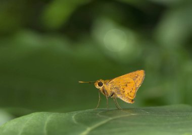 Tamil dartı, Taractrocera sertifikası, Kelebek, Mumbai, Maharashtra, Hindistan