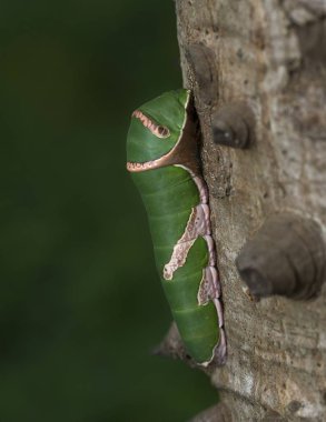 Mormon tırtılları, Mumbai, Maharashtra, Hindistan