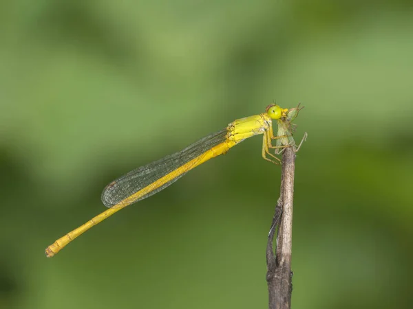 Coromandal träsk dart, Damselfly, Ceriagrion coromandelianum, Mumbai, Maharashtra, Indien — Stockfoto