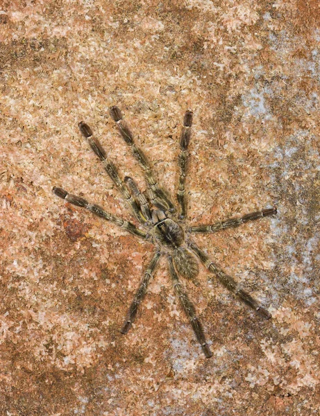 Yellow Thigh tarantula, Matheran, Maharashtra, India — 图库照片