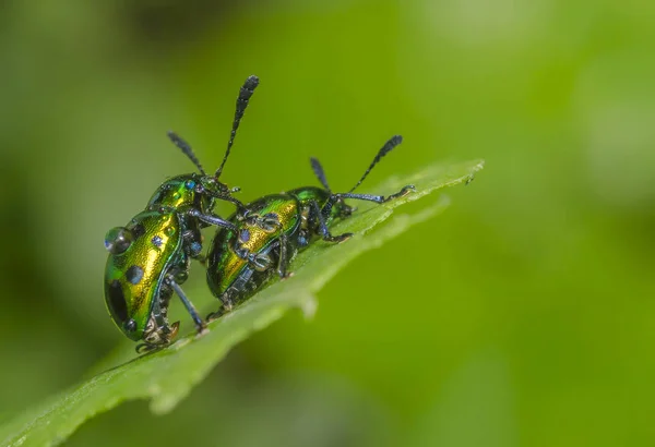 Leaf Beetle mating, Vasai, Maharashtra, India — Stock Photo, Image