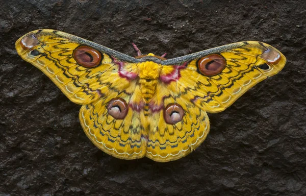 Golden Emperor Moth, Loepa katinka, Bhandardara, Maháráštra, Indie — Stock fotografie