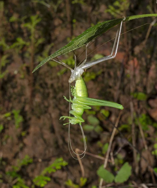 Katydid从印度果阿的molt出来 — 图库照片