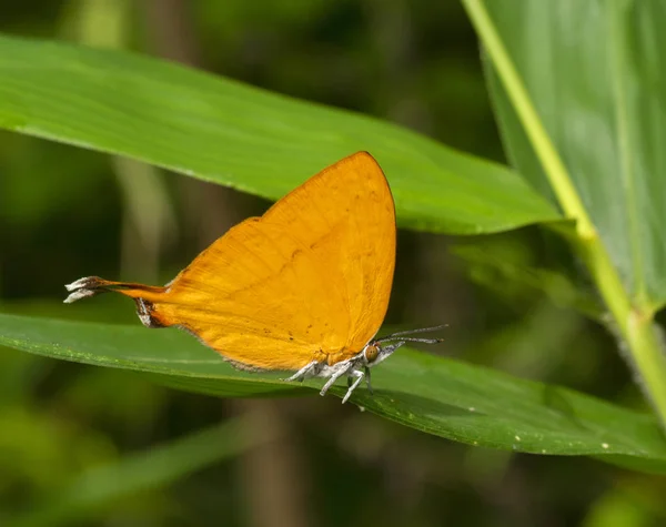 Yamfly, Butterfly, Mumbai, Maharashtra, Inde — Photo