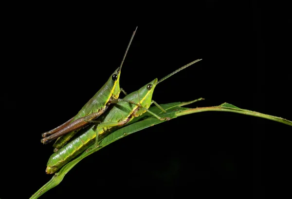 Accoppiamento cavalletta, Goa, India — Foto Stock