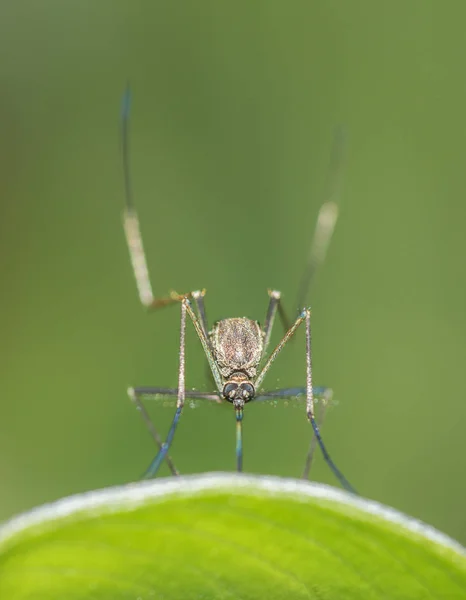 Mosquito，Sikim，印度 — 图库照片