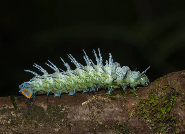 Caterpillar Atlas Moth, Goa, India — стокове фото