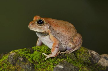 Burrowing Frog, Vasai, Maharashtra, India clipart