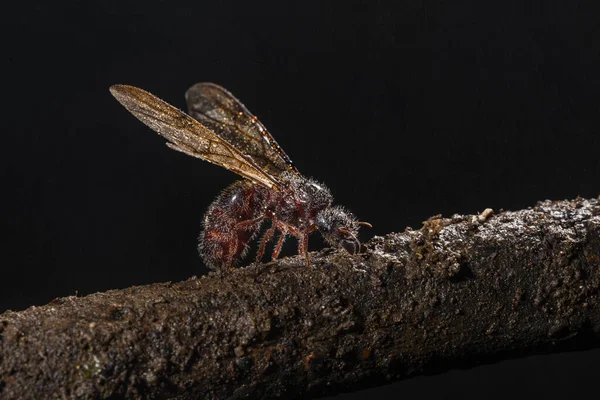 Ant with wings, Malshej Ghat, maharashtra, India — 图库照片