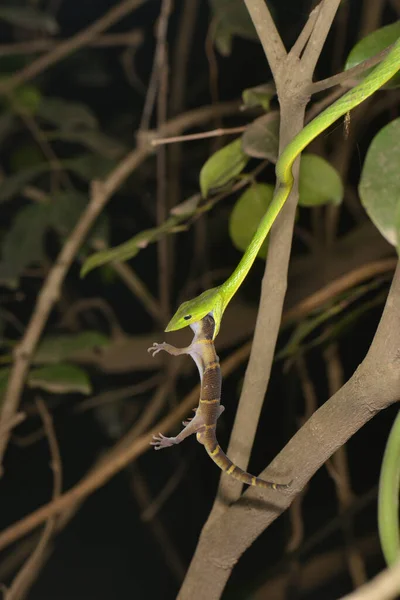 Vine Snake matando Gecko, Ahaetulla nasuta, Matheran, Maharashtra, Índia — Fotografia de Stock