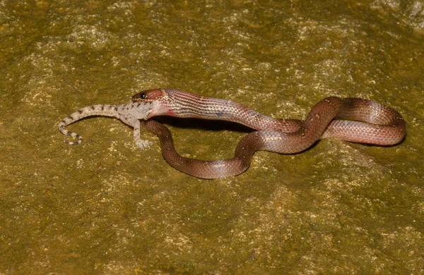 Wolfsschlange frisst Gecko, Lycodon aulicus, Vasai, Maharashtra, Indien — Stockfoto