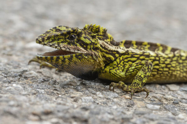 Japalura varfergata, Lizard, Scakim, India
