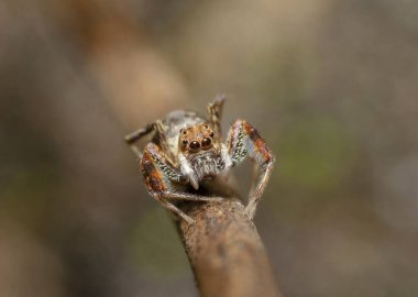 Sıçrayan Örümcek, Karnala, Maharashtra, Hindistan